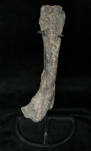 Othnielosaurus Femur w/ Stand - Bone Cabin Quarry #14729